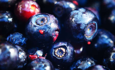 Nutrition for vision.Blueberry background, macro.Selective focus on one berry.nutrition for visionの写真素材