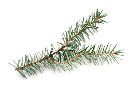 one christmas tree branch isolated on white backgroundの写真素材