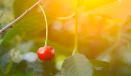 At sunset, one cherry berry hanging in the garden