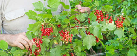Gardener holds bunches of red currants in the garden.Harvest season.の写真素材