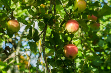many ripe apples are hanging on an apple tree in the garden on a sunny day.