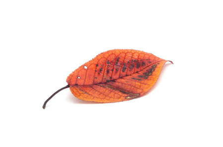 small brown autumn leaf isolated on white backgroundの写真素材