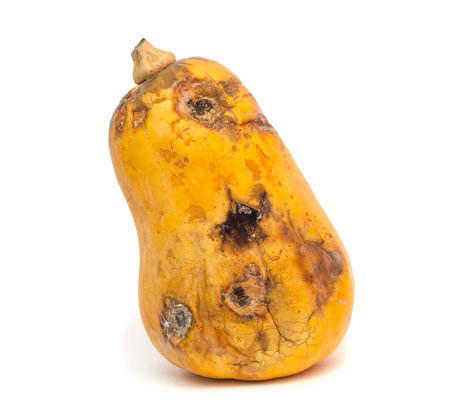 Funny moldy pumpkin isolated on white backgroundの写真素材