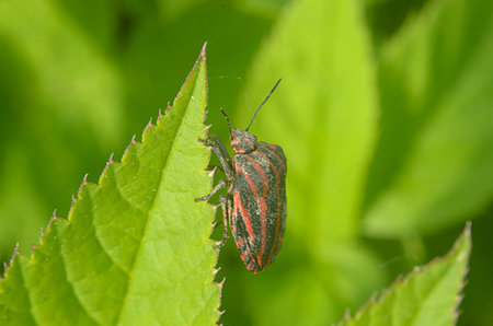 Red bug soldier on edge of the leaf on leaf green background, macro.の写真素材