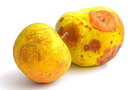 Rotten and moldy apples isolated on white backgroundの写真素材