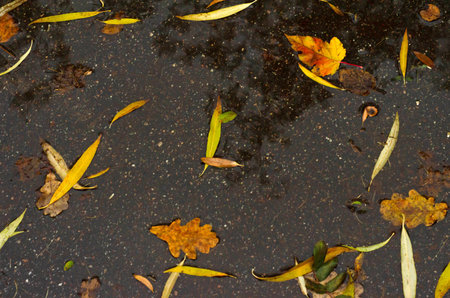 Reflection of Autumn leaves in water.の写真素材