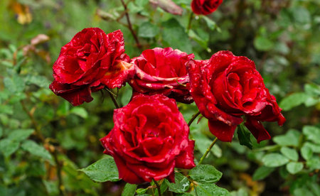 Four red roses in the garden.Valentine romance holiday.の写真素材