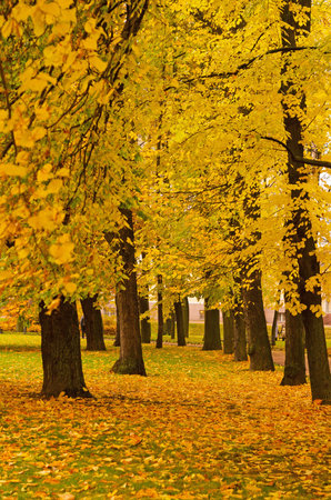 Autumn park in October.Autumn landscapeの写真素材