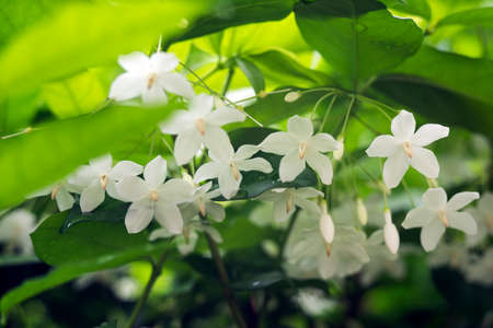 Closeup of group of White tropical asian flower Wrightia Religiosa Benthの写真素材