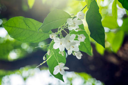 Closeup of group of White tropical asian flower Wrightia Religiosa Benthの写真素材
