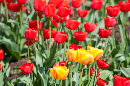 Red and yellow beautiful tulipsの写真素材