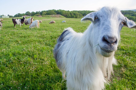 funny goat looking to a camera in a fieldの写真素材