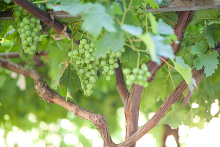 Ripe bunches of green grapes, shallow depth of fieldの写真素材