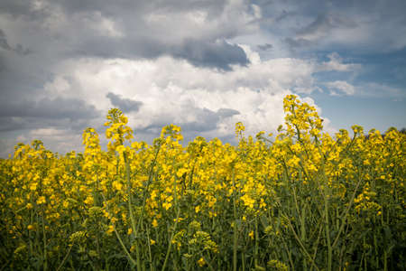 yellow field with rapeseed oil plant, cloudy skyの写真素材