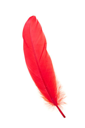 Red feather isolatedの写真素材