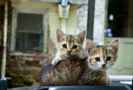 two adorable young cats watching in the cameraの写真素材