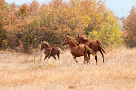 wild horses galloping at the fieldの写真素材