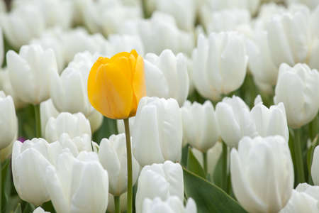 Beautiful yellow tulip over a white tulips in the gardenの写真素材