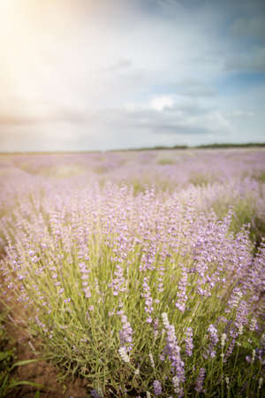 Lavender flower field, cloudy skyの写真素材