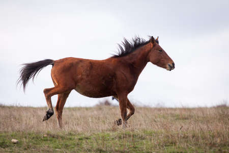 free brown horse trotting at the fieldの写真素材