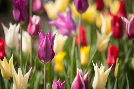 Beautiful tulips in the park. Spring concept.