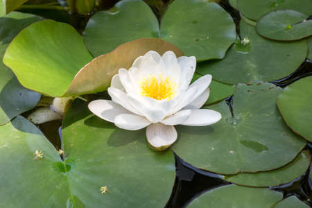 Beautiful water lily. Nymphaea albaの写真素材
