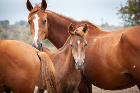 Close up wild horse familyの写真素材