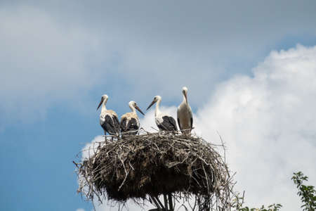 A storks family (Ciconia ciconia) in a stork's nest.の写真素材