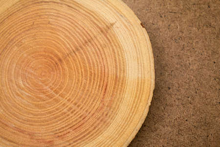 close up of wooden background of cut tree trunk