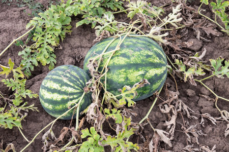 Agriculture. Natural watermelon growing in the fieldの写真素材