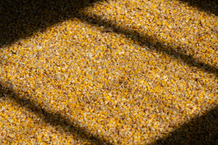 Close up of corn grain inside warehouse. After good harvest of successful farmerの写真素材
