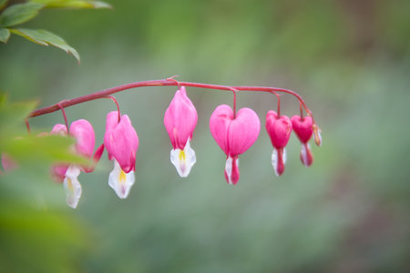 Dicentra spectabils. Bleeding heart flowerの写真素材