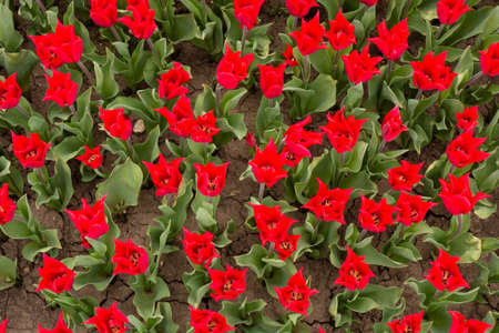 Beautiful red tulips in the park. Spring concept.