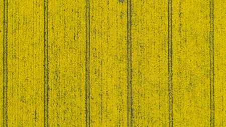Top down view of yellow canola field. Cultivated rapeseed canola plantation field