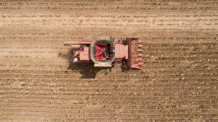 Aerial view combine, harvester, harvesting on sunflower field. Mechanized harvesting sunflower.
