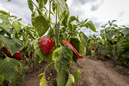 Red organic peppers growing in the gardenの写真素材