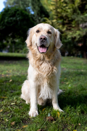 Happy Golden Retriever Sitting on Green Grass in Park. Friendly Dog Outdoors, Ideal for Pet Care,...