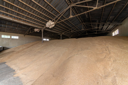 Huge pile of harvested wheat grains inside a large agricultural warehouse. Concept of bountiful harvest, food production, commodity trading, and agribusiness industry.の写真素材