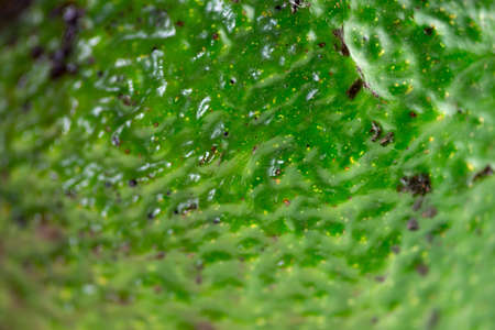 Macro of green avocado skin textureの写真素材