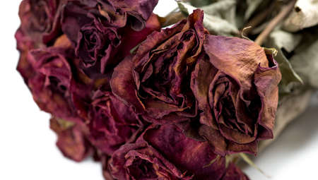 Closeup of withered rosesの写真素材