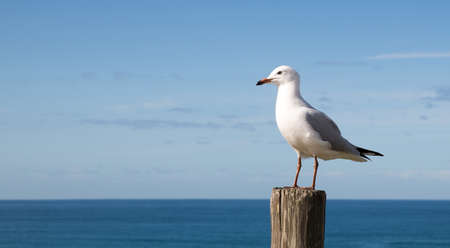 White and grey seagull standing on a wooden post  with a background of the horizon over the oceanの写真素材