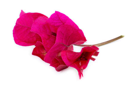 Extreme corner closeup of pink bougainvillea flowerの写真素材
