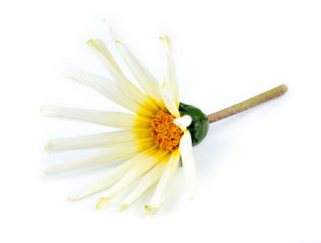 Orange, white, yellow and green Asteraceae daisy flower against white backgroundの写真素材