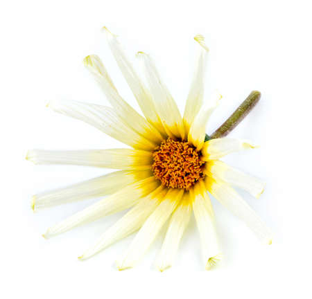Front face macro of asteraceae daisy flower against a white backgroundの写真素材