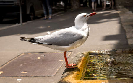 Closeup of parched seagull drinking from man-made water fountain with urban backgroundの写真素材