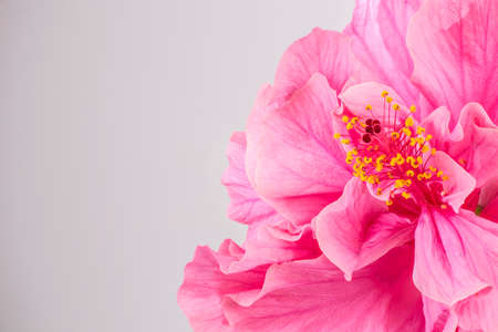 Closeup of beautiful pink hibiscus flower with copyspaceの写真素材