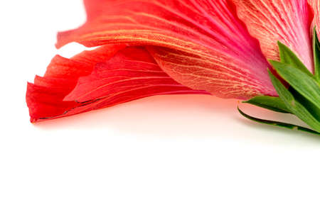 Background texture of gorgeous red pink hibiscus flowerの写真素材