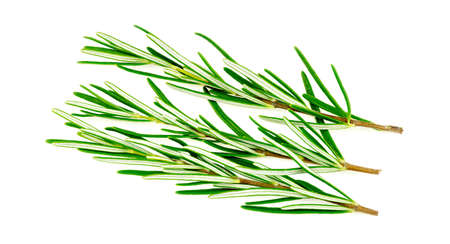 Rosemary herb isolated on whiteの写真素材