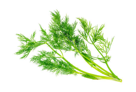 Tasty dill herb garnish isolated on whiteの写真素材