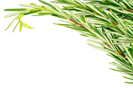 Background texture of organic rosemary bunch on white with copyspaceの写真素材